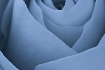 Image showing blue rose macro