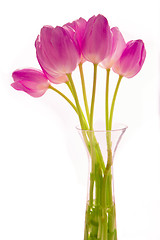 Image showing bunch of tulips