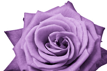 Image showing violet rose