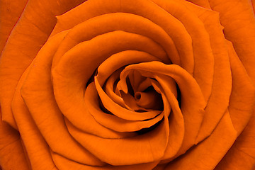 Image showing orange rose