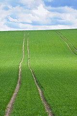 Image showing green field