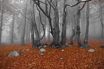 Image showing misty forest