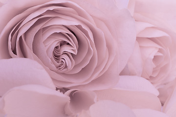 Image showing pink rose macro