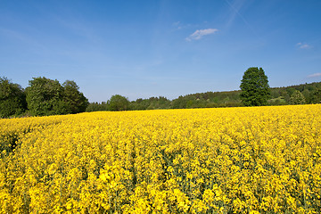 Image showing rape field