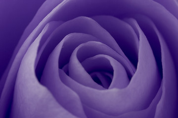 Image showing violet rose macro