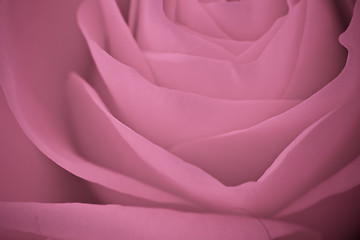 Image showing pink rose macro