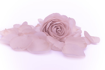 Image showing pink rose macro