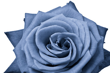 Image showing blue rose