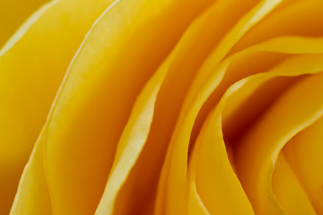 Image showing yellow rose macro