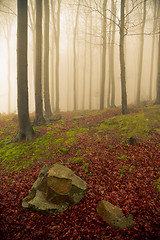 Image showing misty forest