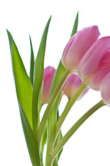 Image showing pink tulips