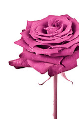 Image showing pink rose