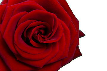 Image showing red rose