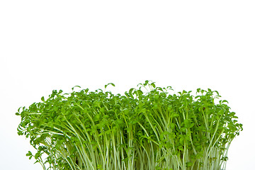 Image showing cress isolated