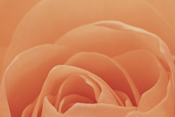 Image showing orange rose macro