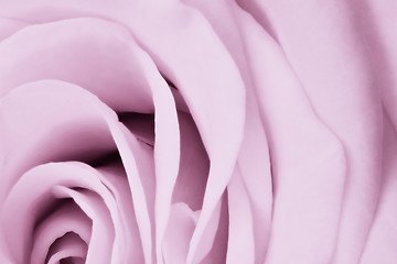 Image showing violet rose close up