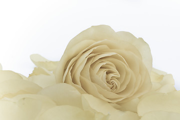 Image showing white rose macro