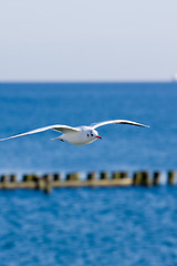 Image showing seagulls at pier