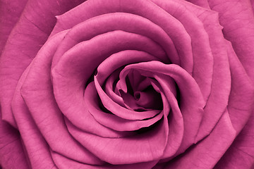 Image showing pink rose