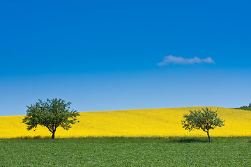 Image showing rape field