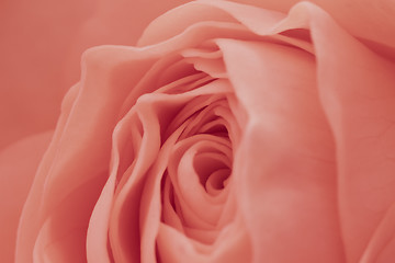 Image showing pink rose macro