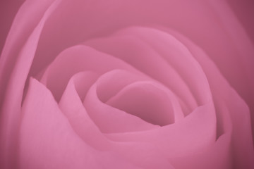 Image showing pink rose macro