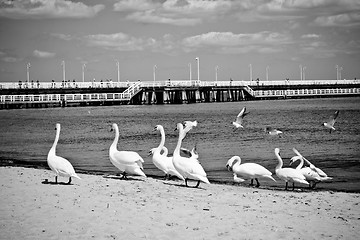 Image showing birds at pier
