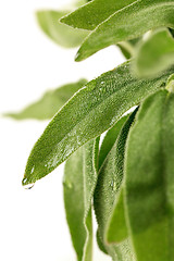 Image showing Fresh sage leaves