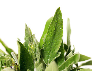 Image showing Fresh sage leaves