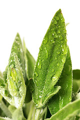 Image showing Fresh sage leaves