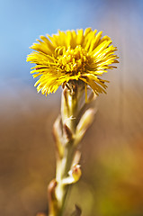 Image showing coughwort