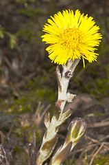 Image showing coughwort