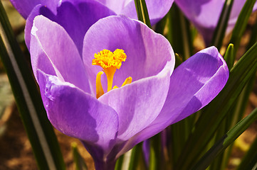 Image showing crocus