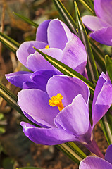 Image showing crocus