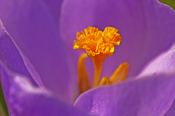 Image showing crocus