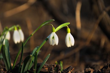 Image showing snowdrops