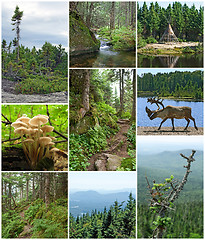 Image showing Summer beauty of Canadian forests