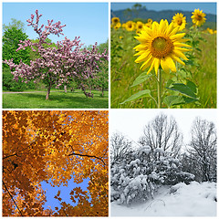 Image showing Spring, summer, autumn, winter. Four seasons.