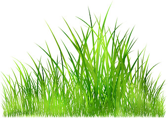 Image showing grass in sunlight