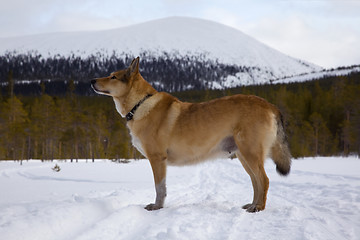 Image showing Hunting dog in the woods scented game