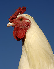 Image showing white rooster