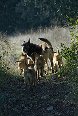 Image showing family of dogs