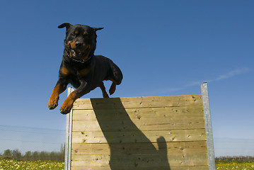 Image showing jumping rottweiler