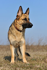 Image showing german shepherd