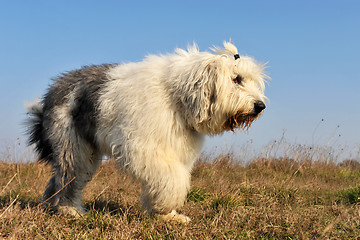 Image showing Old English Sheepdog