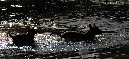 Image showing dogs in water