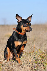 Image showing miniature pinscher