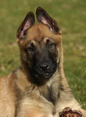 Image showing puppy belgian shepherd