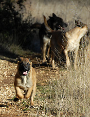 Image showing running puppy malinois