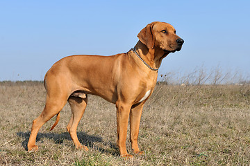 Image showing rhodesian ridgeback